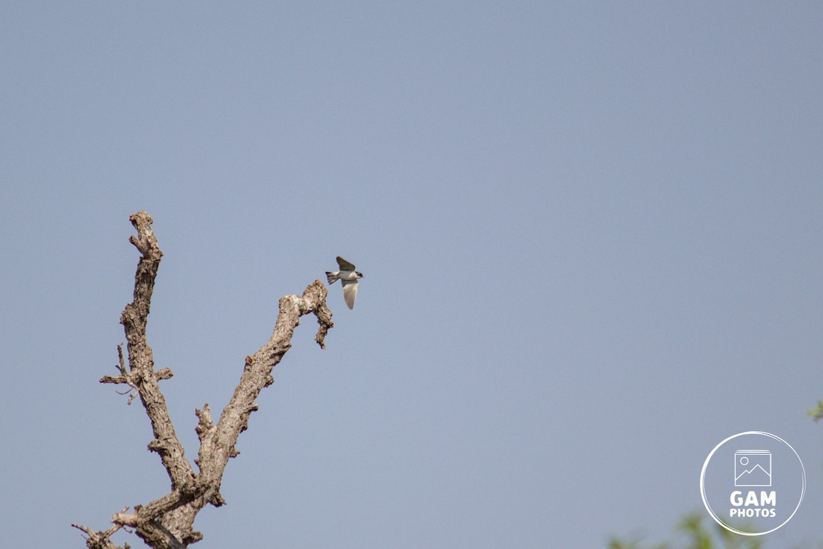 White-rumped Swallow - ML643384701