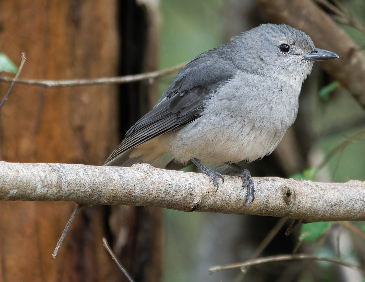 ハイイロモズツグミ - ML643384704