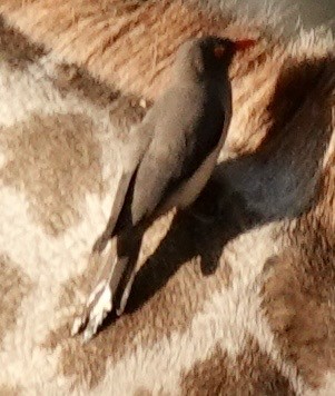 Yellow-billed Oxpecker - ML643384709