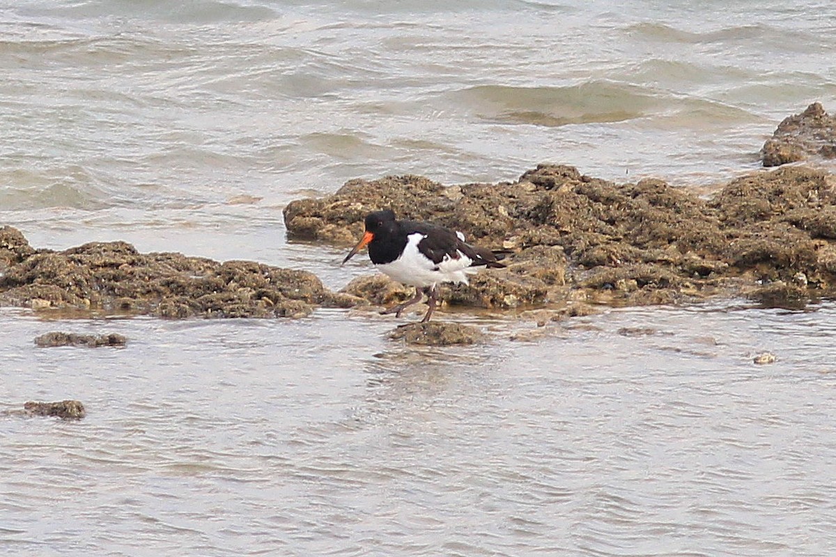Eurasian Oystercatcher - ML643384713