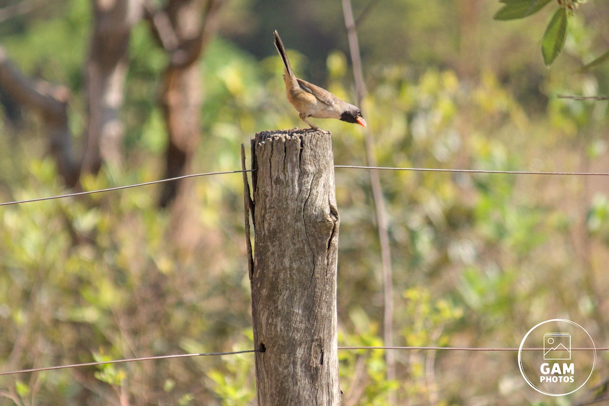 Black-throated Saltator - ML643384715