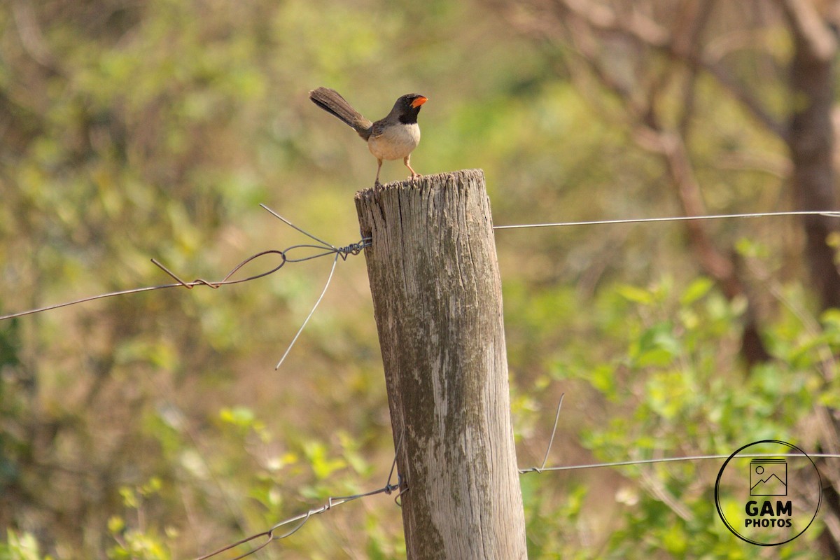 Black-throated Saltator - ML643384716