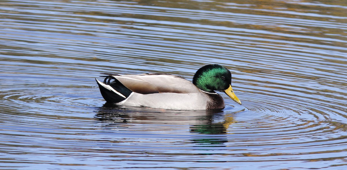 Mallard - ML643384720