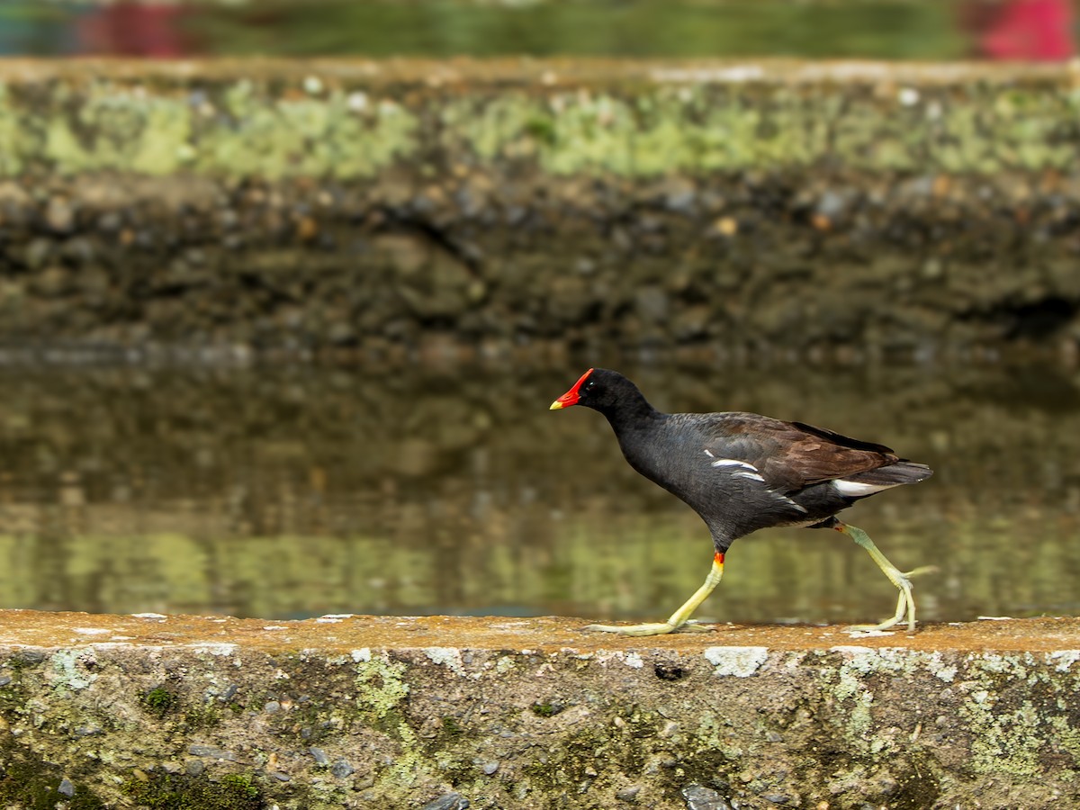 Common Gallinule - ML643384726