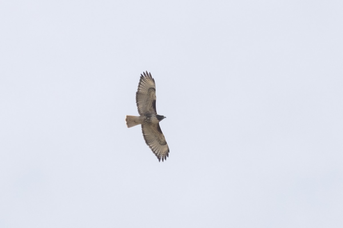 Канюк неоарктичний (підвид abieticola) - ML643384750