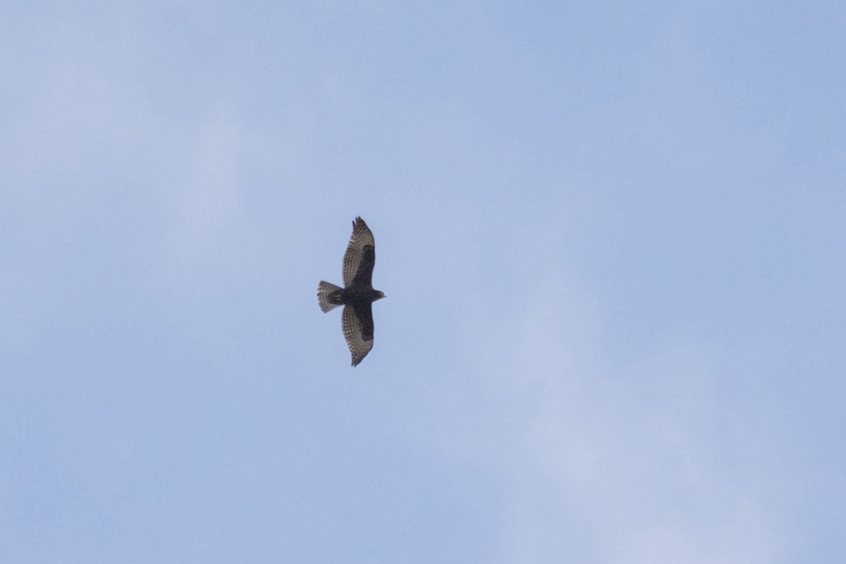 Канюк неоарктичний (підвид harlani) - ML643384757