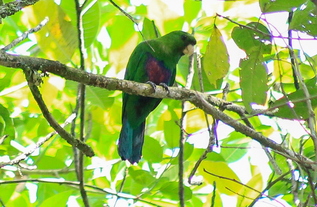 Blue-bellied Parrot - ML643384761