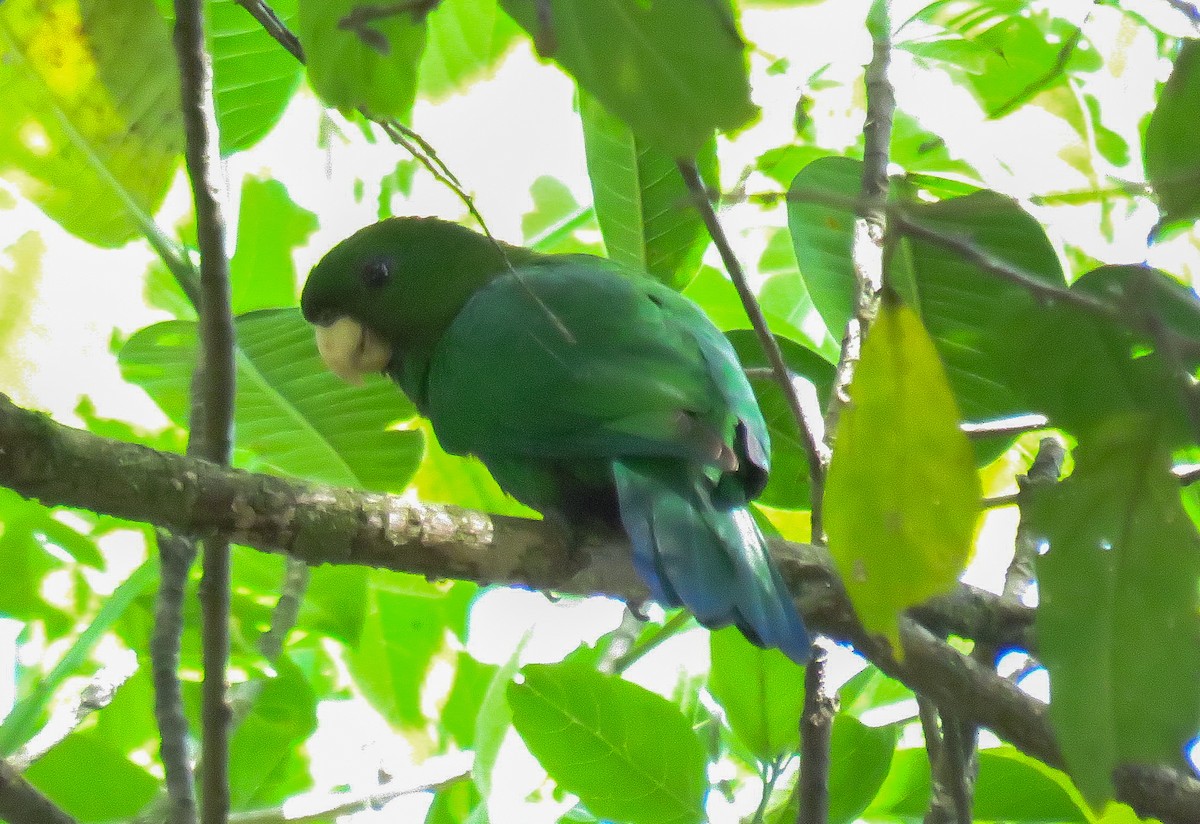 Blue-bellied Parrot - ML643384762