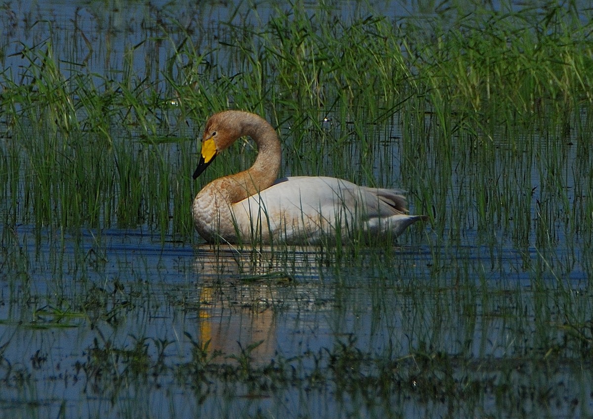 Whooper Swan - ML643384788