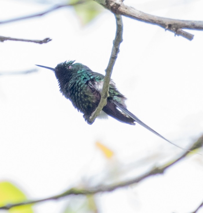 Green Thorntail - ML643384801