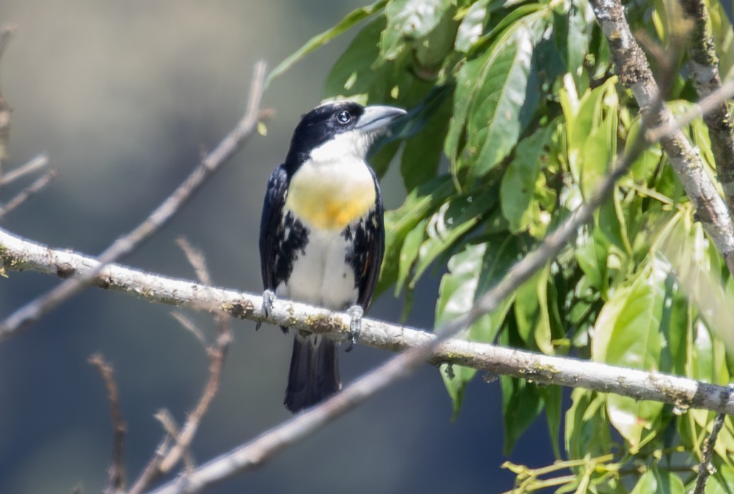 Spot-crowned Barbet - ML643384811