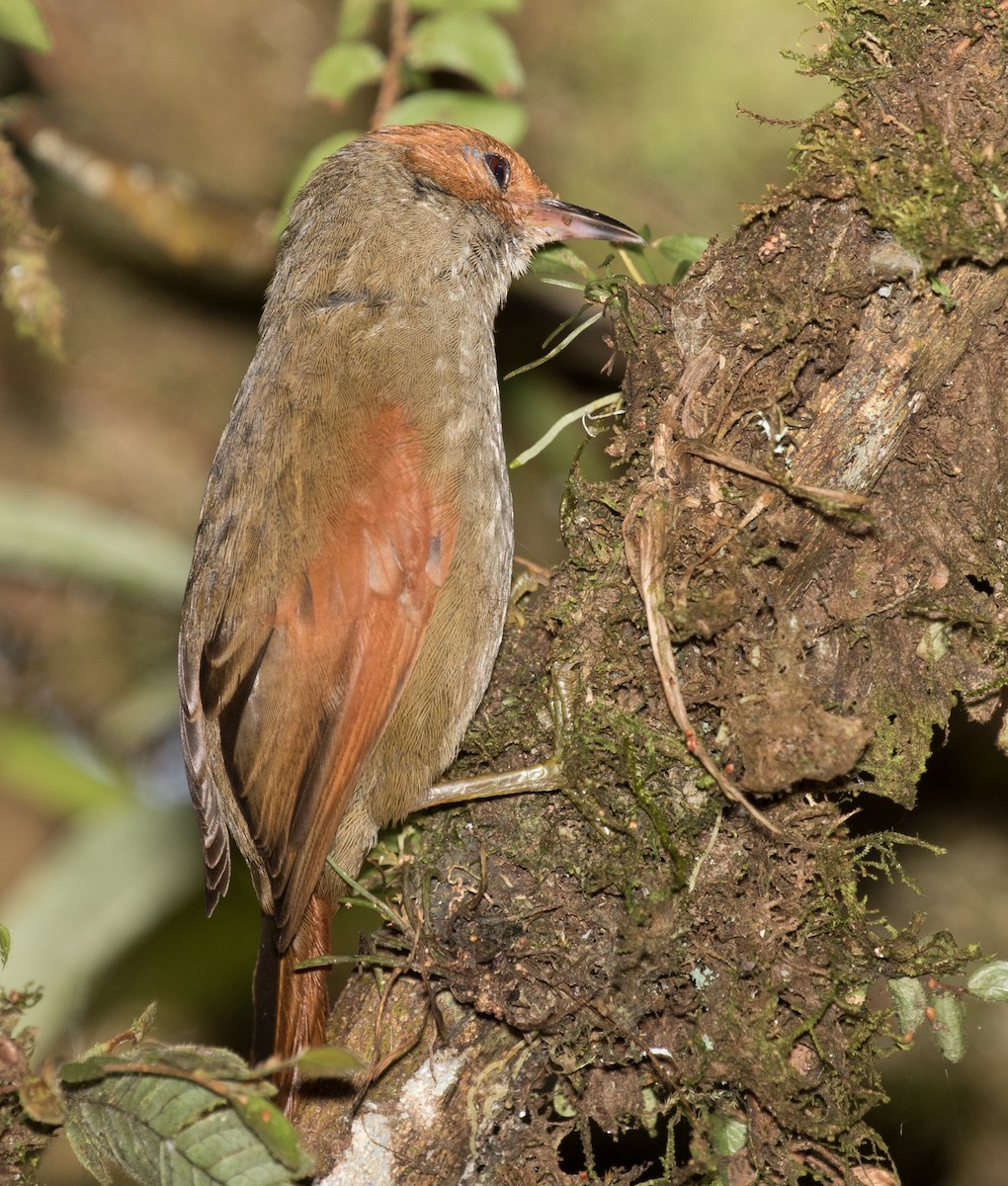 Red-faced Spinetail - ML643384815