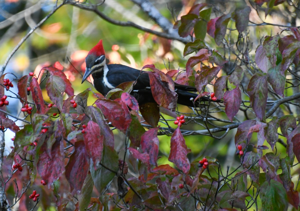 Pileated Woodpecker - ML643384824