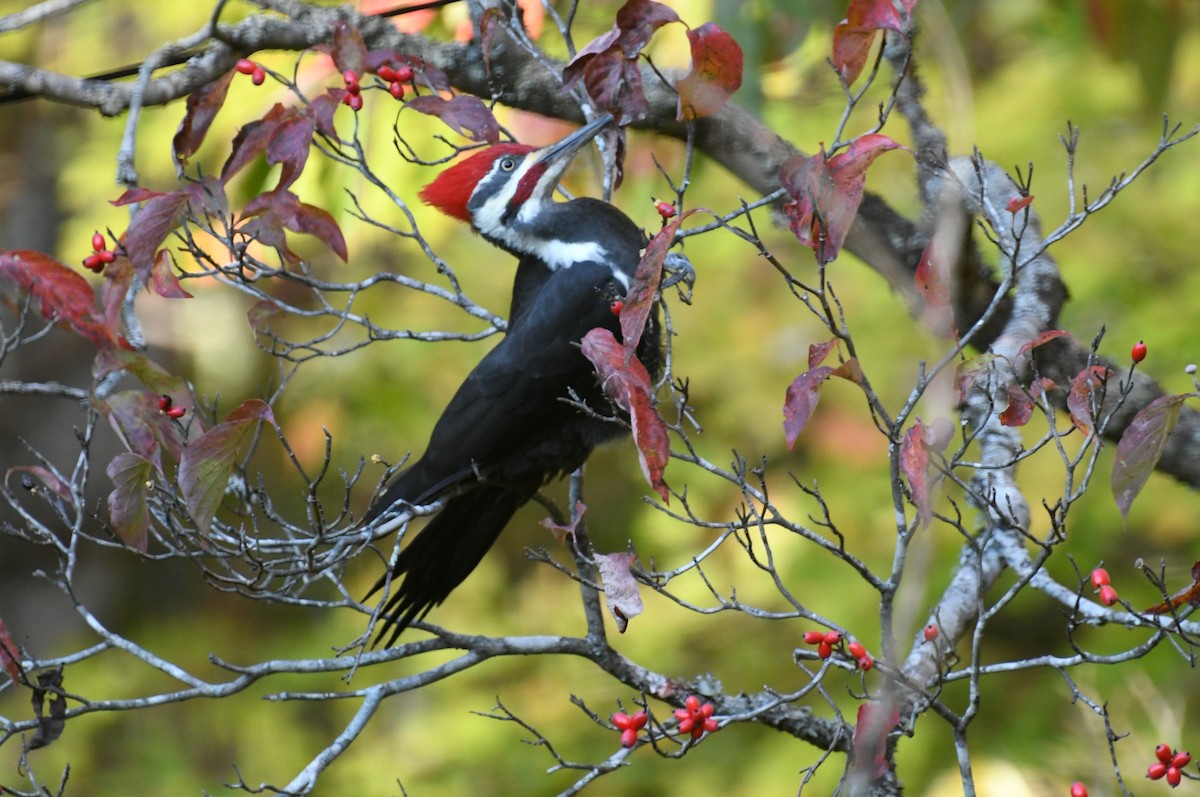 Pileated Woodpecker - ML643384825