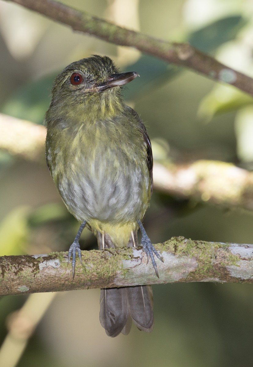 Bright-rumped Attila - ML643384826