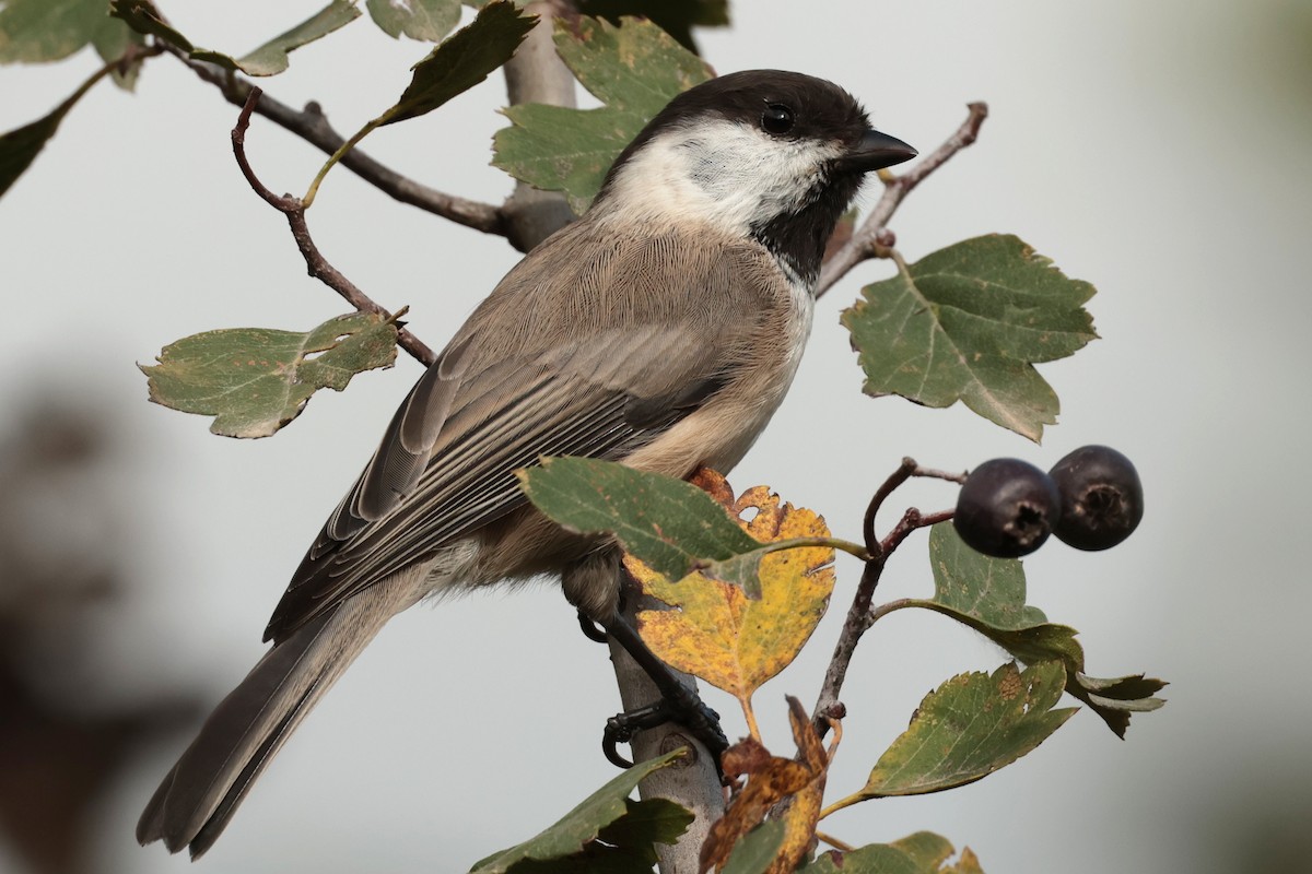 Caspian Tit - ML643384836