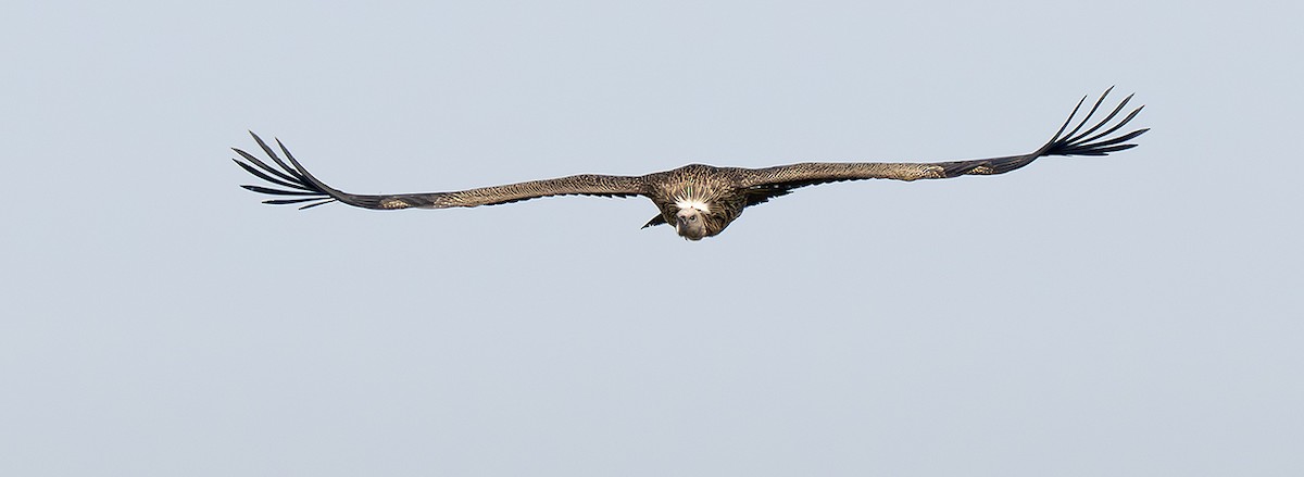 White-backed Vulture - ML643384837