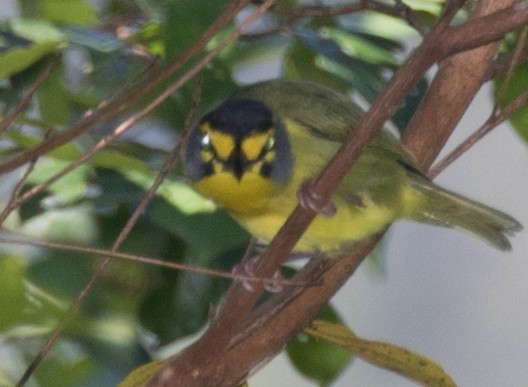 Slaty-capped Shrike-Vireo - ML643384838