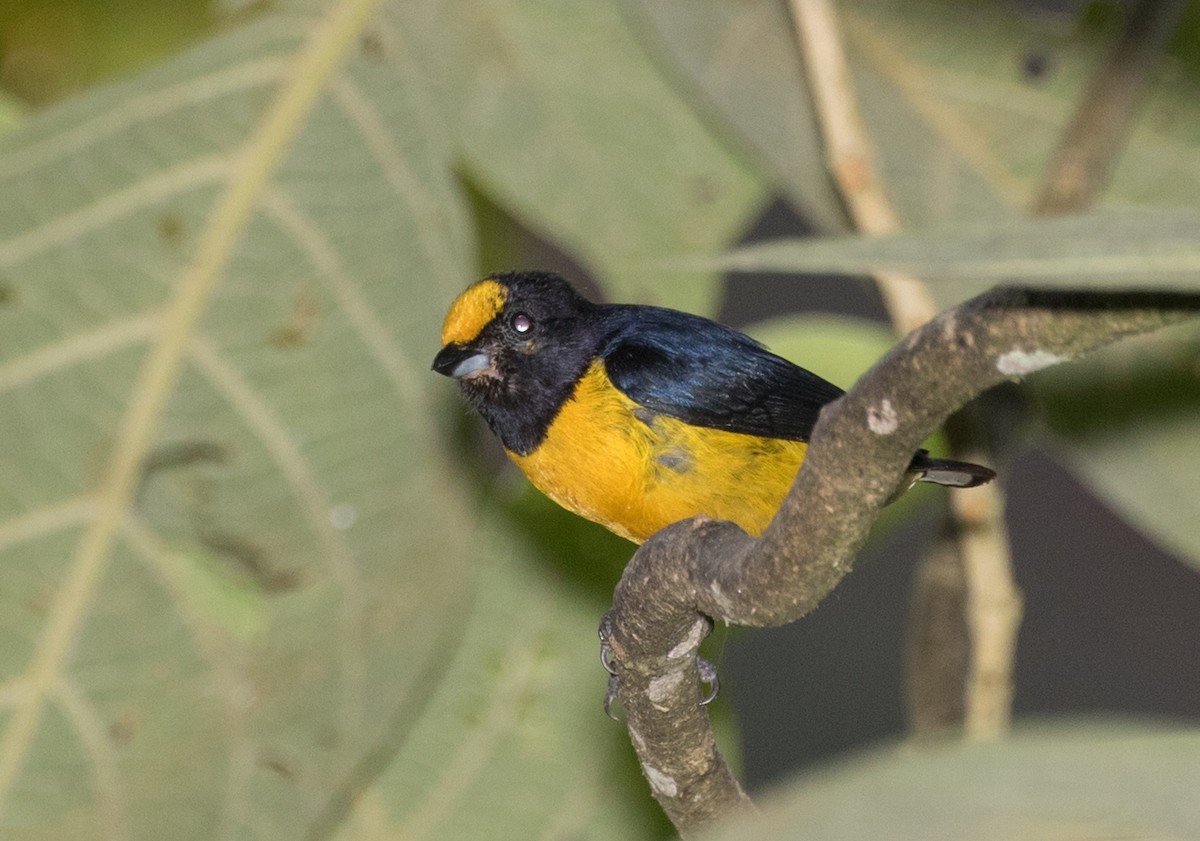 Orange-bellied Euphonia - ML643384845