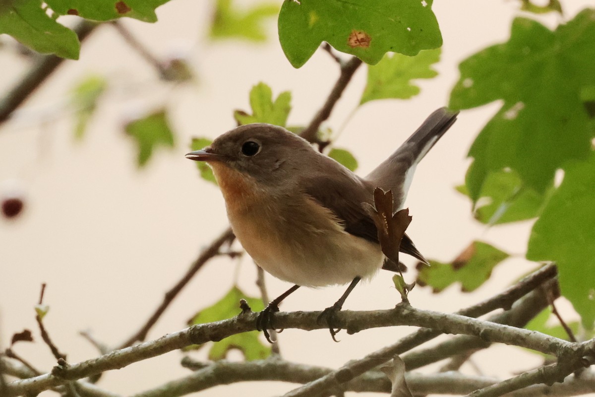 Red-breasted Flycatcher - ML643384849
