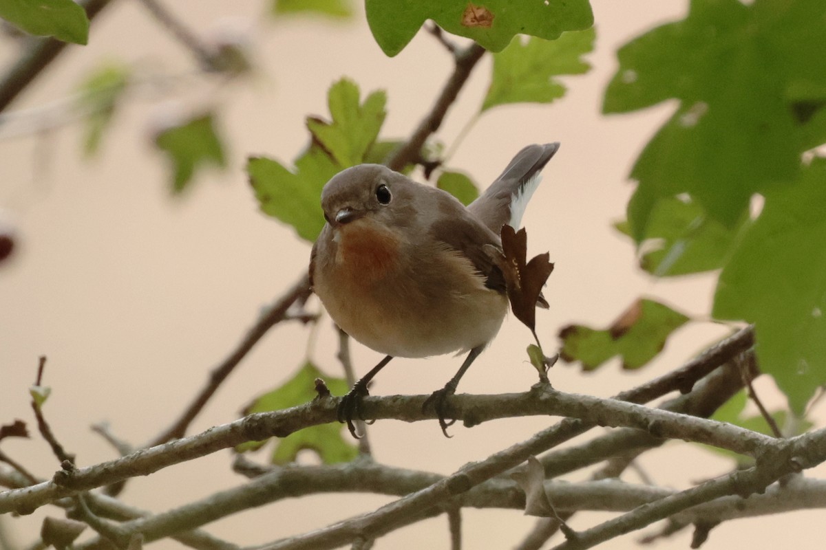 Red-breasted Flycatcher - ML643384850
