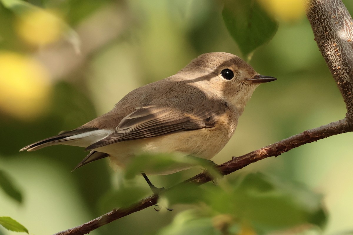 Red-breasted Flycatcher - ML643384851