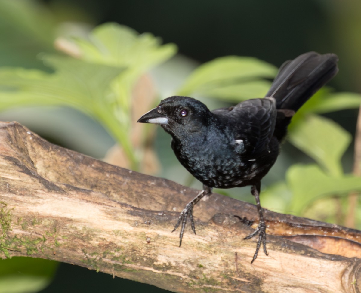 White-lined Tanager - ML643384852