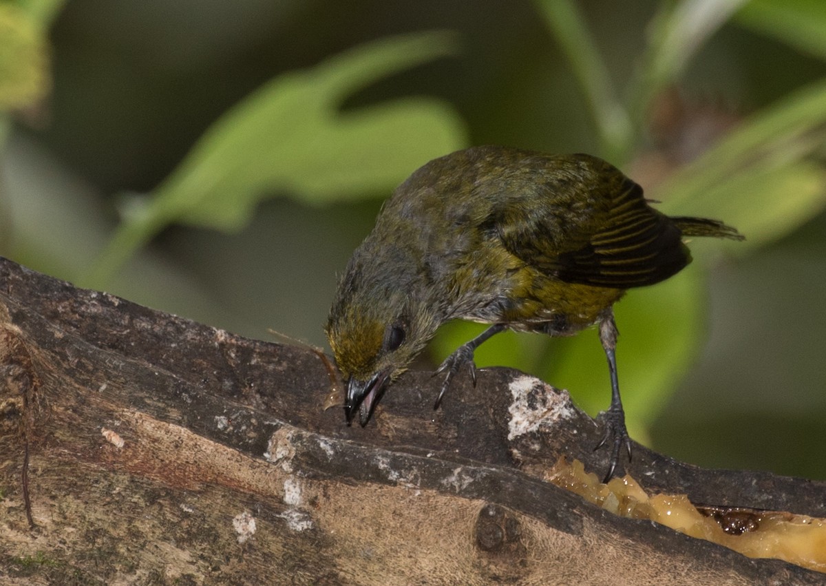 Palm Tanager - ML643384865