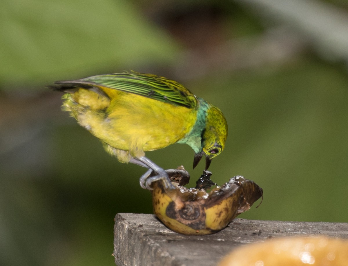 Silver-throated Tanager - ML643384869