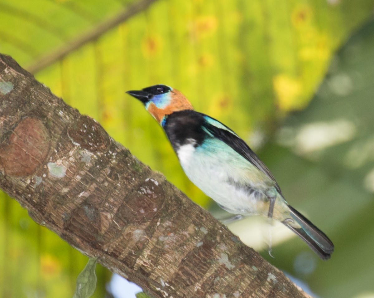 Golden-hooded Tanager - ML643384878