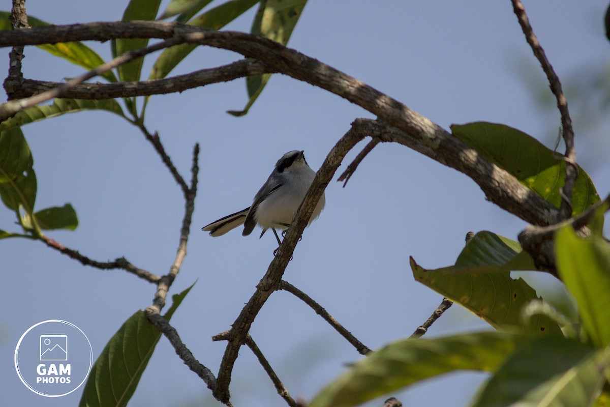 Masked Gnatcatcher - ML643384879