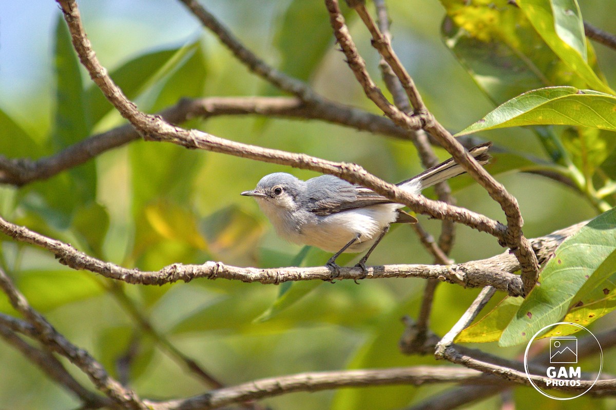 Masked Gnatcatcher - ML643384880