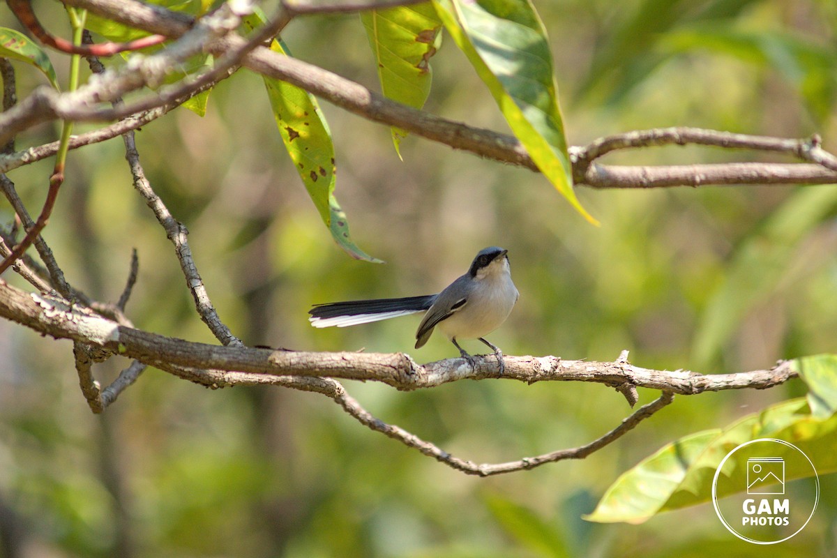Masked Gnatcatcher - ML643384882