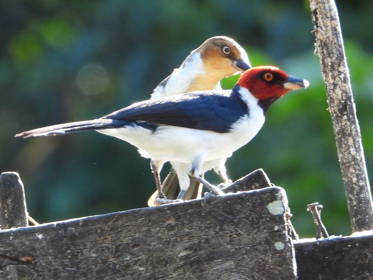 Red-capped Cardinal - ML643384888
