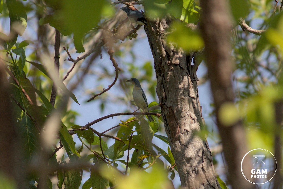 Hooded Tanager - ML643384899