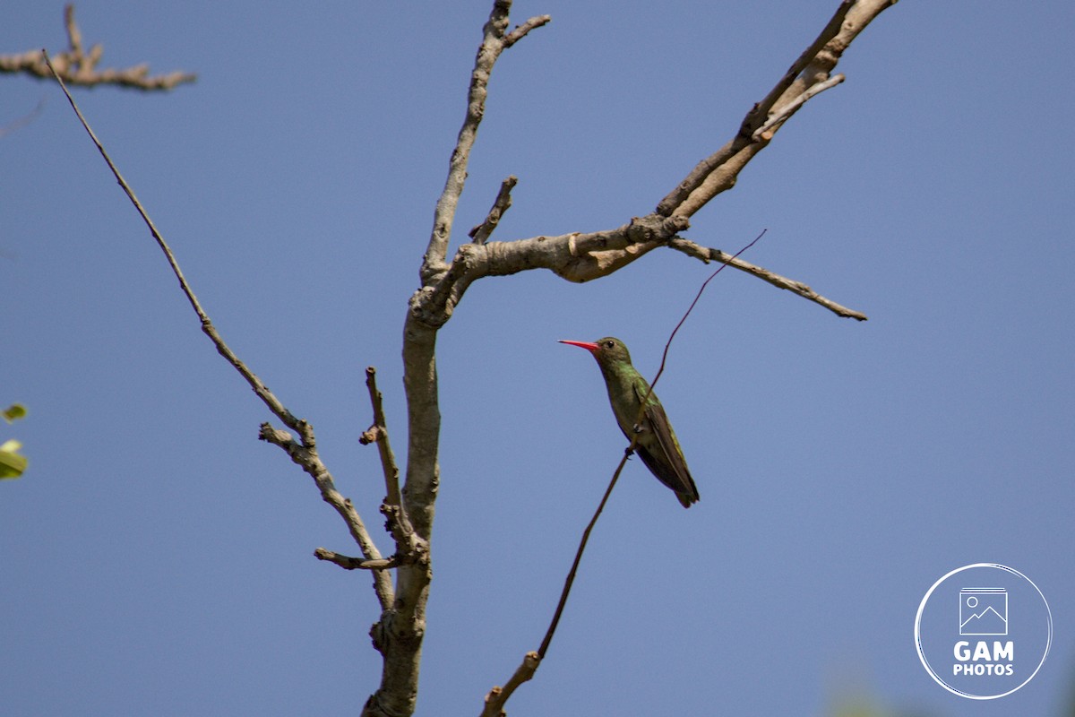 Gilded Hummingbird - ML643384908