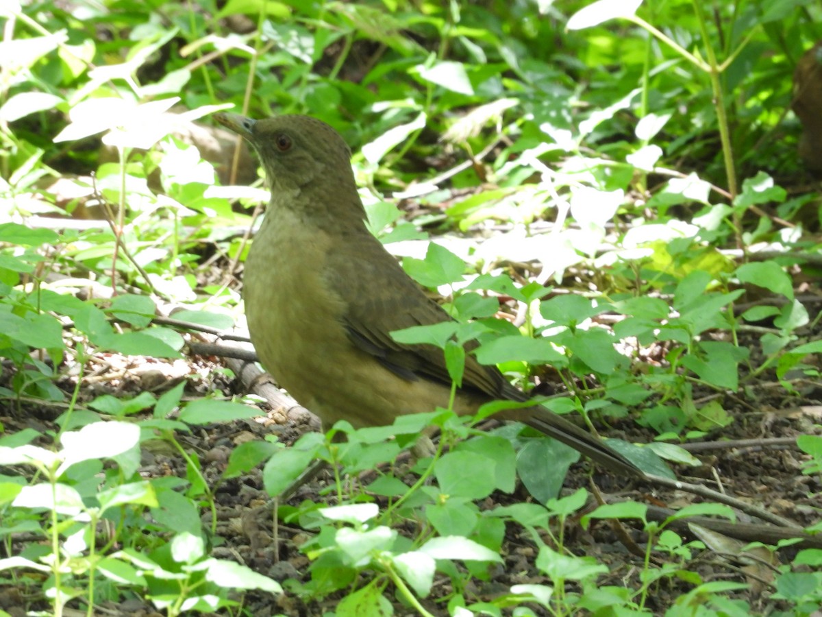 Clay-colored Thrush - ML643384916