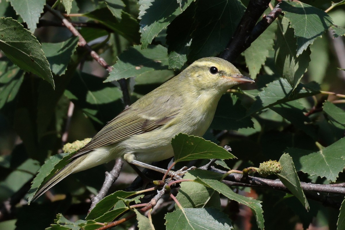 Green Warbler - ML643384919