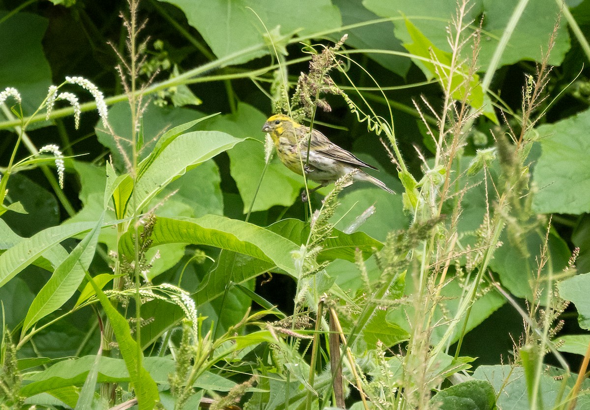 Serin cini - ML643384926
