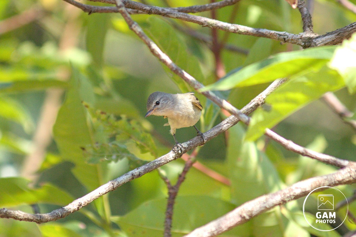 Southern Beardless-Tyrannulet - ML643384942