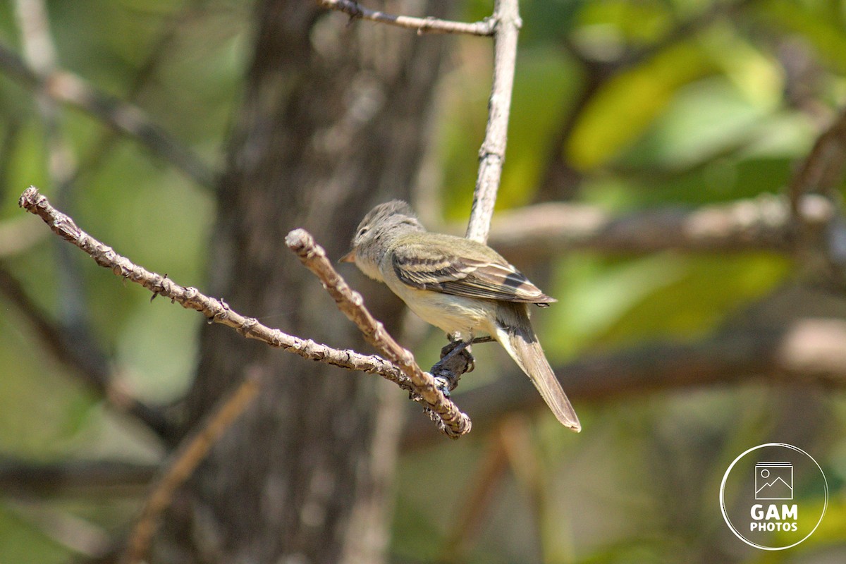 Southern Beardless-Tyrannulet - ML643384944