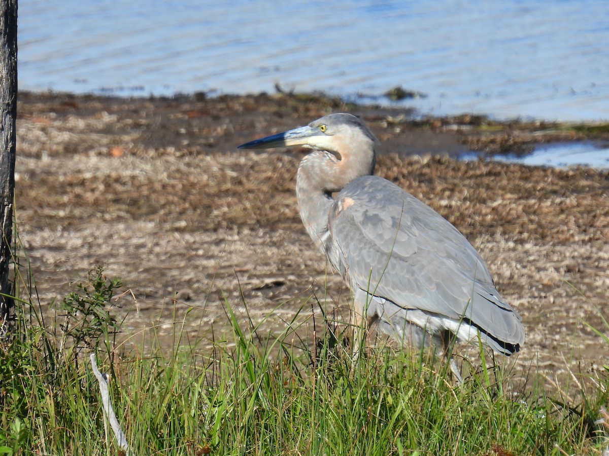 Great Blue Heron - ML643384976