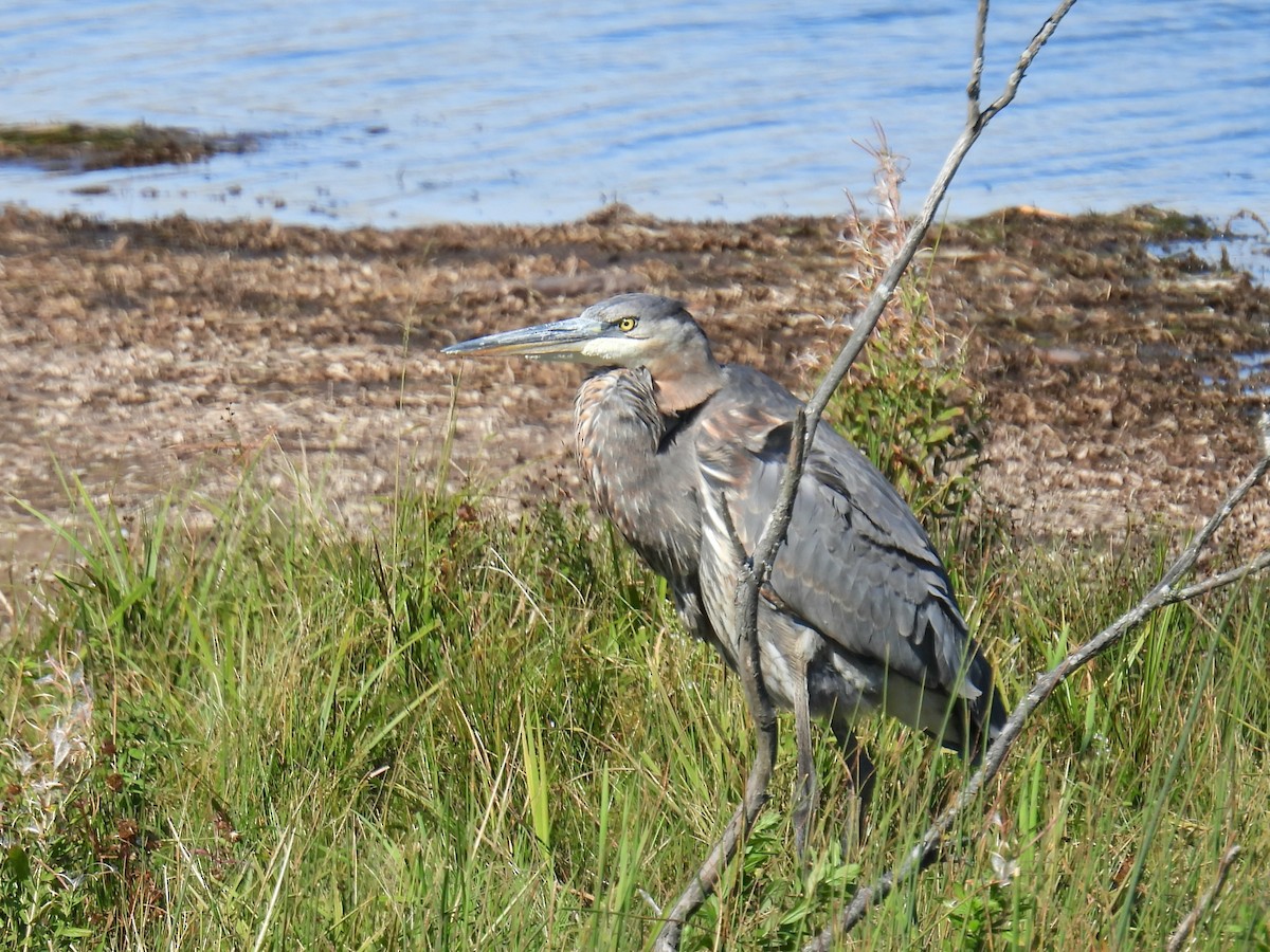 Great Blue Heron - ML643384977