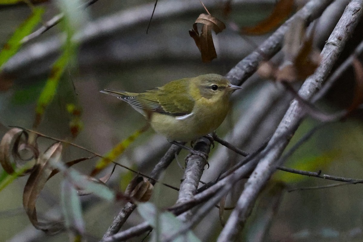 Tennessee Warbler - ML643384982