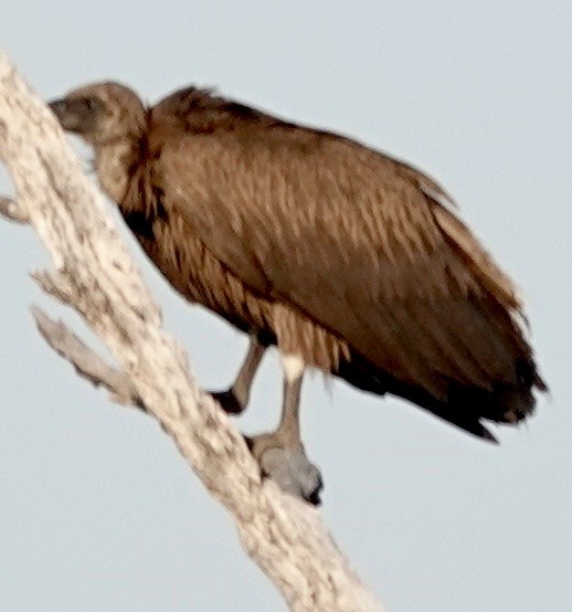 White-backed Vulture - ML643384988