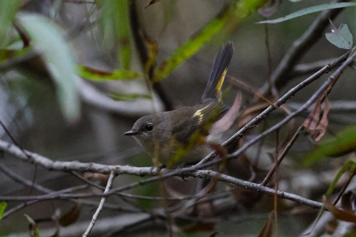 American Redstart - ML643385002