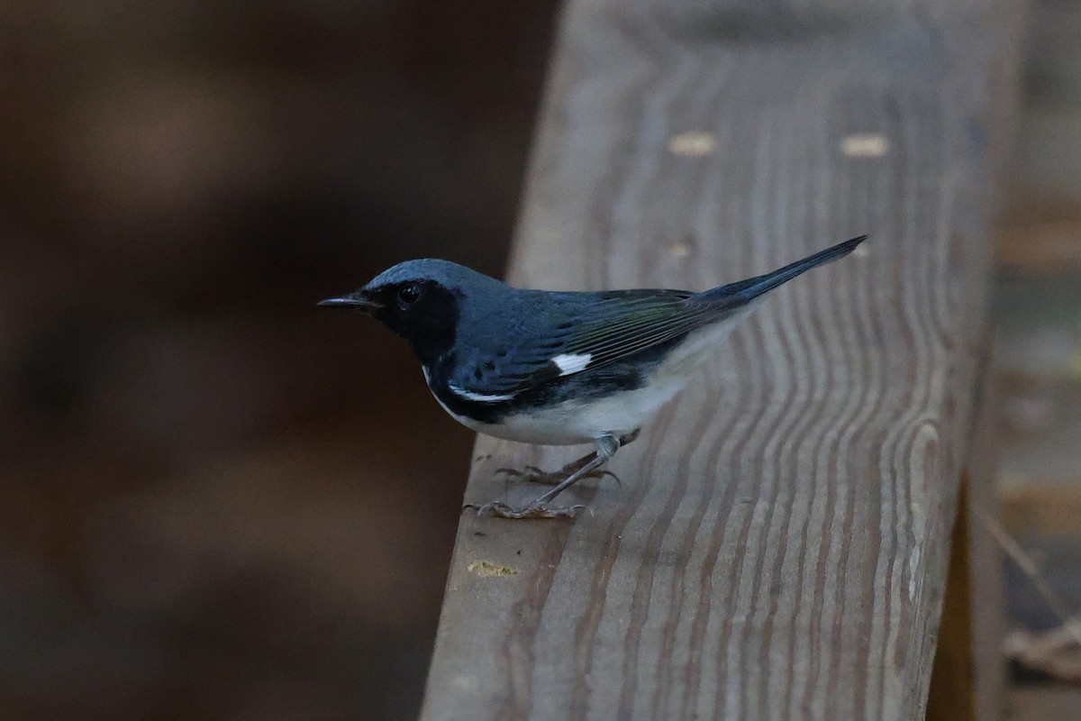 Black-throated Blue Warbler - ML643385027