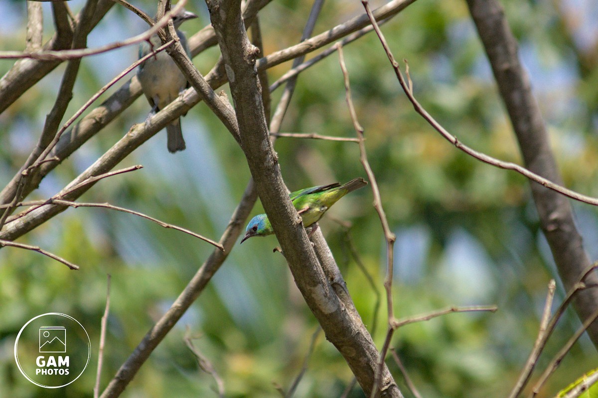 Blue Dacnis - ML643385044
