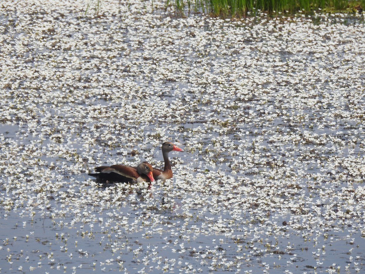 Красноклювая древесная утка - ML643385049