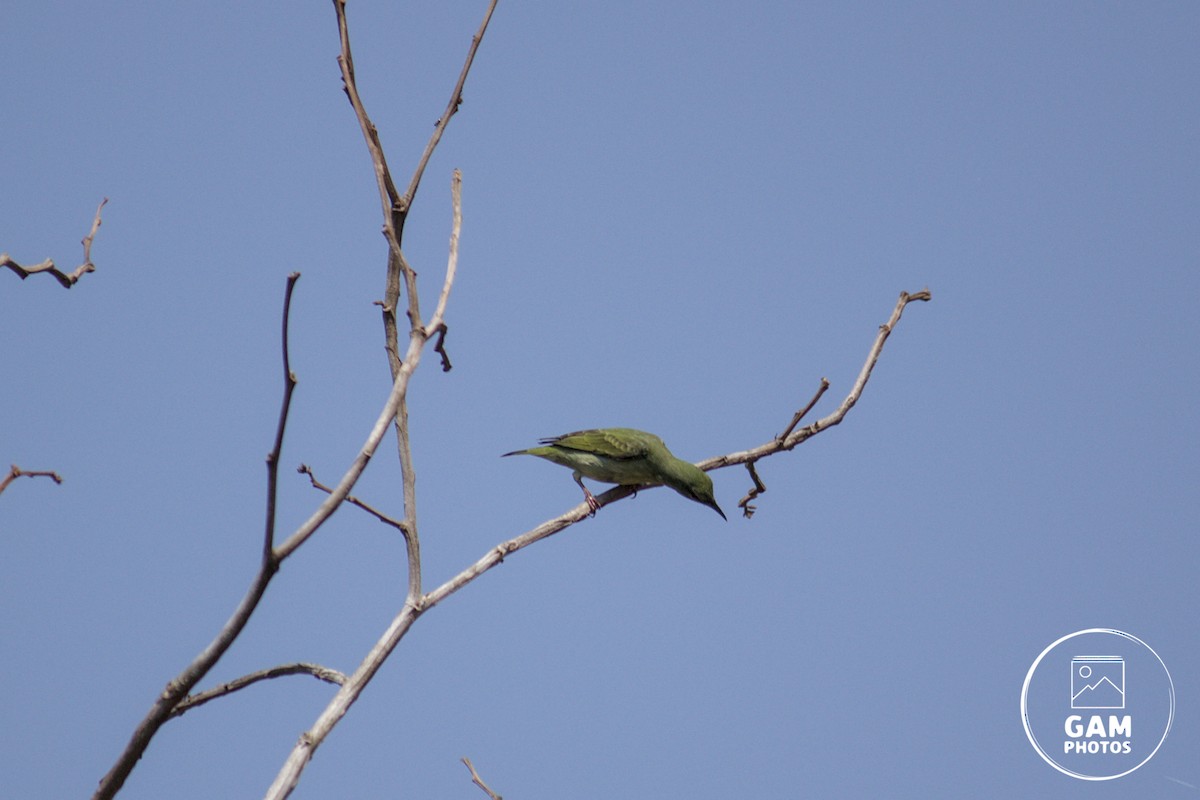 Red-legged Honeycreeper - ML643385052